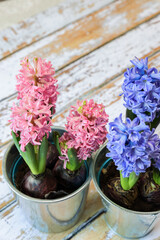 blooming blue and pink hyacinth bulbs in a pretty metal pot