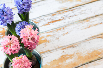 blooming blue and pink hyacinth bulbs in a pretty metal pot