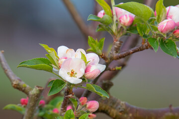 Obraz premium blooming apple tree