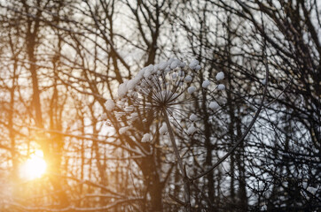 Dry inflorescences of Heracleum with snow in the forest in winter