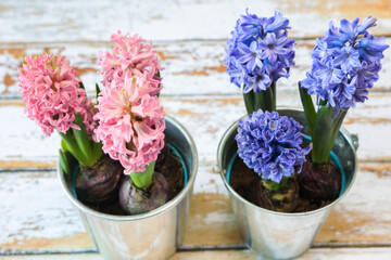 blooming blue and pink hyacinth bulbs in a pretty metal pot