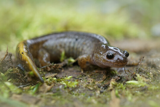 Selective focus shot of Juvenile Hynobius nebulos
