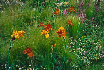 Detail of flower border with Iris's and decorative grasses