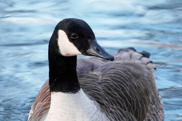 Obraz premium Nahaufnahme einer Kanadagans mit Wasser im Hintergrund. Heimische Gänsearten im Winter,