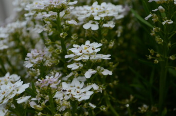 Spring white Iberis flowers. Iberis sempervirens white flowering plant