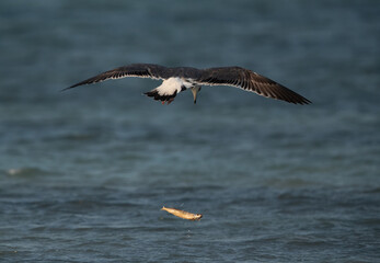 Lesser Black-backed Gull dropping a fish at Busaiteen coast, Bahrain