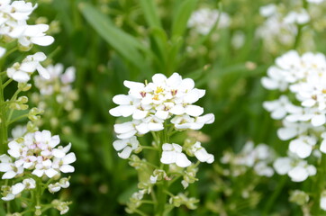 Obraz na płótnie Canvas Spring white Iberis flowers. Iberis sempervirens white flowering plant
