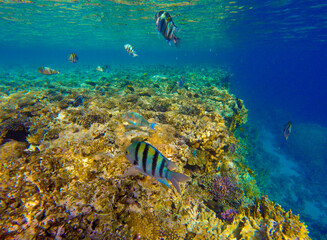 Obraz na płótnie Canvas incredibly beautiful combinations of colors and shapes of living coral reef and fish in the Red Sea in Egypt, Sharm El Sheikh