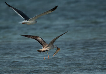 Lesser Black-backed Gull chasing other for a fish at Busaiteen coast, Bahrain