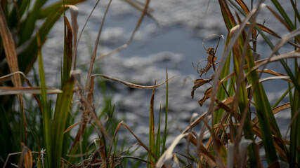 reeds in the water