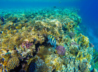 Fototapeta na wymiar incredibly beautiful combinations of colors and shapes of living coral reef and fish in the Red Sea in Egypt, Sharm El Sheikh