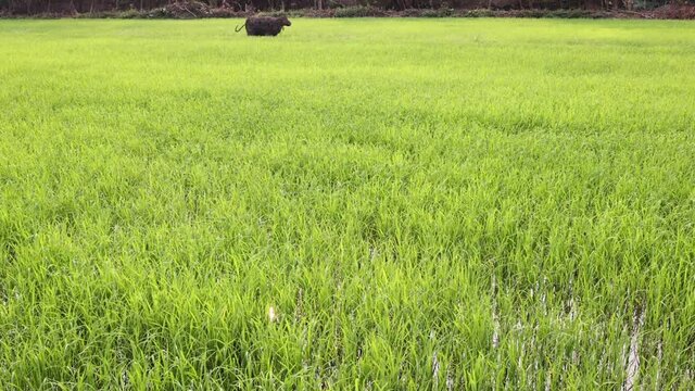 Young rice in a paddy field.