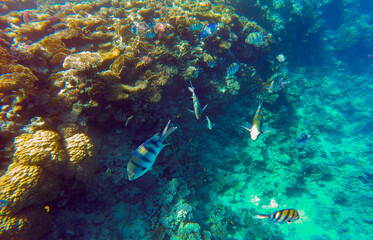 
incredibly beautiful combinations of colors and shapes of living coral reef and fish in the Red Sea in Egypt, Sharm El Sheikh