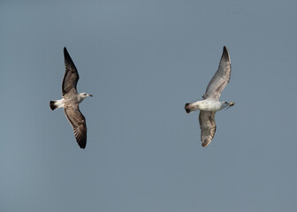 Lesser Black-backed Gull following other for a crab at Busaiteen coast, Bahrain