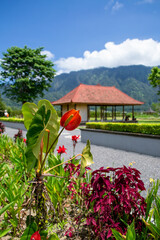 Blooming colorful calla lily on the background of a house with a red roof in Bali