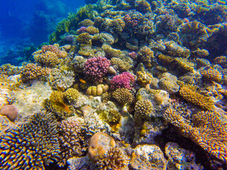 
incredibly beautiful combinations of colors and shapes of living coral reef and fish in the Red Sea in Egypt, Sharm El Sheikh