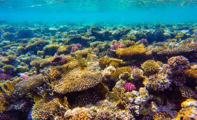 
incredibly beautiful combinations of colors and shapes of living coral reef and fish in the Red Sea in Egypt, Sharm El Sheikh