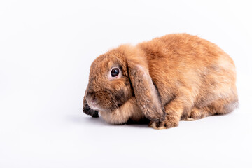 Baby cute rabbits has a pointed ears, brown fur and sparkling eyes, on white background, to Easter festival and animal concept.
