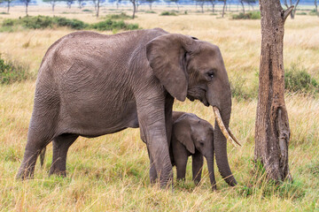 Elephant  mother and her baby  on the plains of the Masai Mara National Park in Kenya