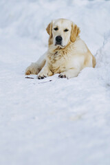 Jeune chien de race golden retriever couché et jouant dans la neige