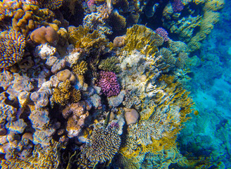 Naklejka na ściany i meble incredibly beautiful combinations of colors and shapes of living coral reef and fish in the Red Sea in Egypt, Sharm El Sheikh