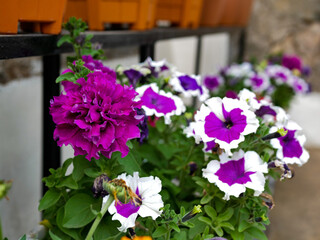 Season Flowers