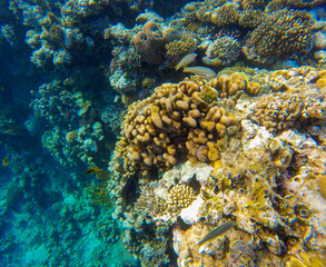 
incredibly beautiful combinations of colors and shapes of living coral reef and fish in the Red Sea in Egypt, Sharm El Sheikh