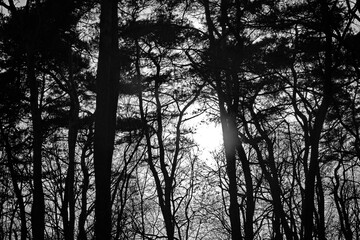 Silhouette von Bäumen in einem Wald. Schwarz weiße Baumlandschaft am Abend.