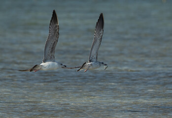 Lesser Black-backed Gull chasing other to snatch a crab at Busaiteen coast, Bahrain