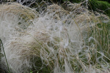 Closeup Stipa borysthenica know as Stipa sabulosa  with blurred background