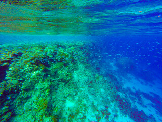 
incredibly beautiful combinations of colors and shapes of living coral reef and fish in the Red Sea in Egypt, Sharm El Sheikh