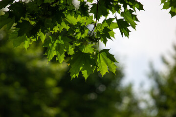 Fototapeta na wymiar Green maple leaves on a dark background