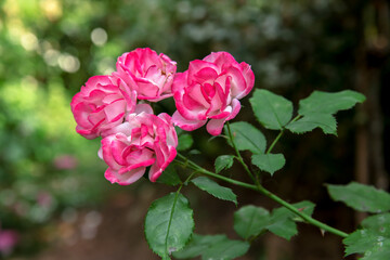 Madison Square Garden, Russia, Beauty, Beauty In Nature, Blossom