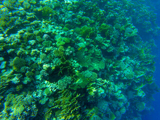 
incredibly beautiful combinations of colors and shapes of living coral reef and fish in the Red Sea in Egypt, Sharm El Sheikh