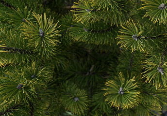 Fototapeta na wymiar background of coniferous tree