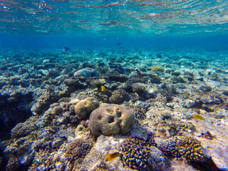 
incredibly beautiful combinations of colors and shapes of living coral reef and fish in the Red Sea in Egypt, Sharm El Sheikh