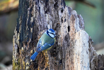 Blaumeise im Winter. Europäische Vogelarten. Cyanistes caeruleus.