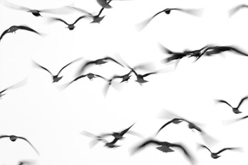 A slow shutter motion blur photograph of Black-headed gulls flying at Tubli bay, Bahrain