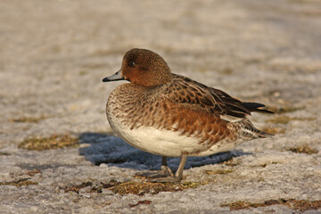 Female Eurasian wigeon, Anas penelope standing alone on icy ground
