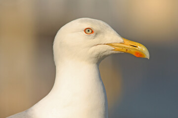 Close-up portrait of European herring gull, Larus argentatus profile on light background