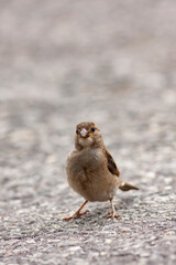 Brave little bird. Cute small house sparrow, Passer domesticus standing on the srteet