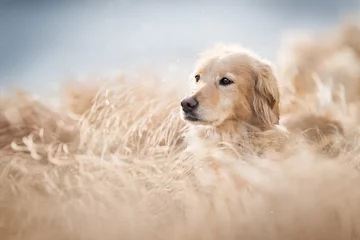 Golden Retriever im Golden Field © Kateřina Zajíčková