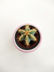 Green cactus with little thorns in pink vase.

Zagreb, Croatia - February 1st 2021