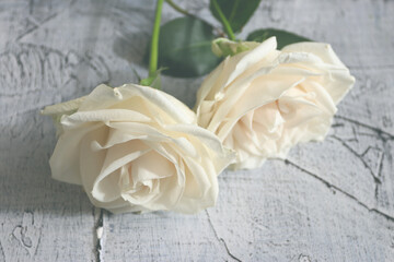 Fresh white roses, wedding, and holiday arrangements. Valentine`s Day and holiday background.