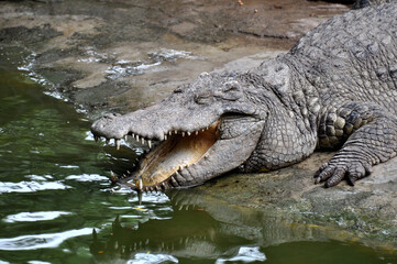 A large alligator in a free-range enclosure