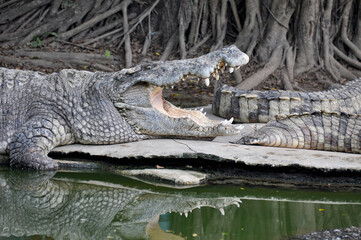 A large alligator in a free-range enclosure