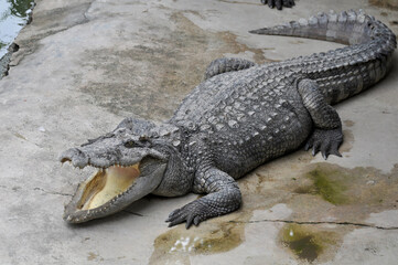 A large alligator in a free-range enclosure