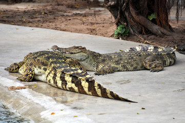 A large alligator in a free-range enclosure