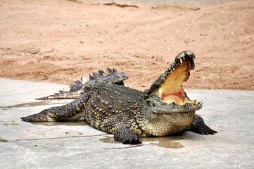 A large alligator in a free-range enclosure