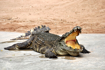 A large alligator in a free-range enclosure